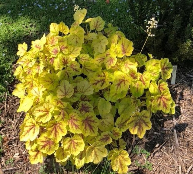 Rosette of lobed, chartreuse leaves with red veins.