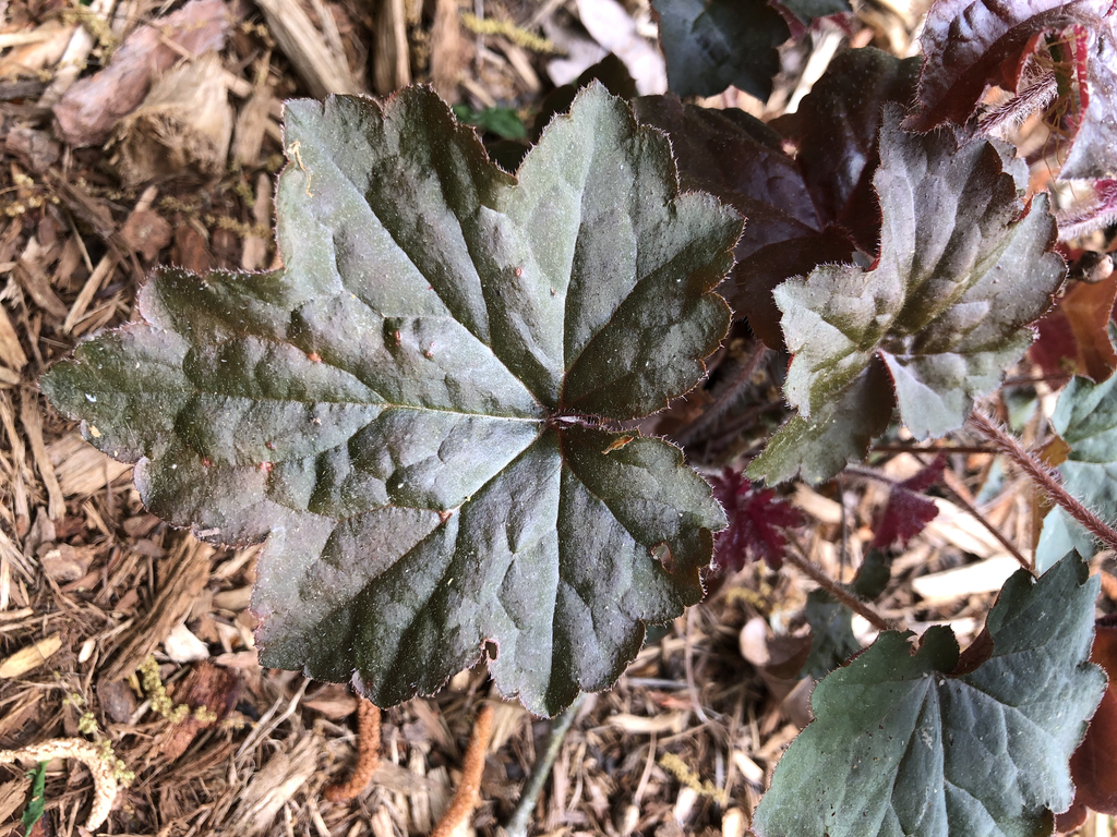 Close-up on a purple, lobed leaf.