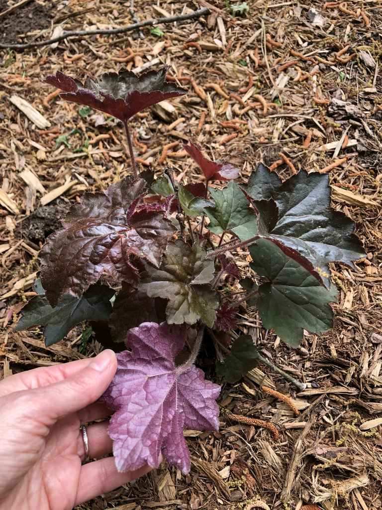 Hand turning over leaf to show purple-red underside.