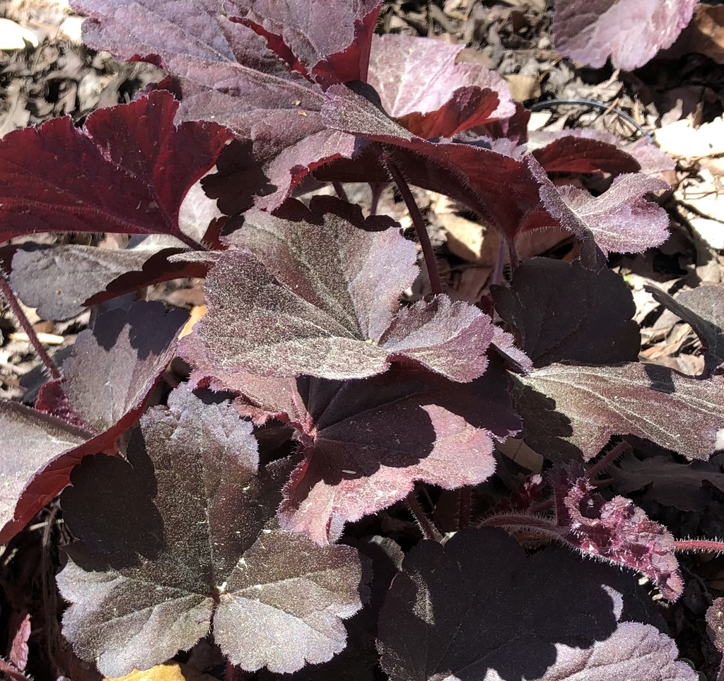 Dark, scalloped leaves.