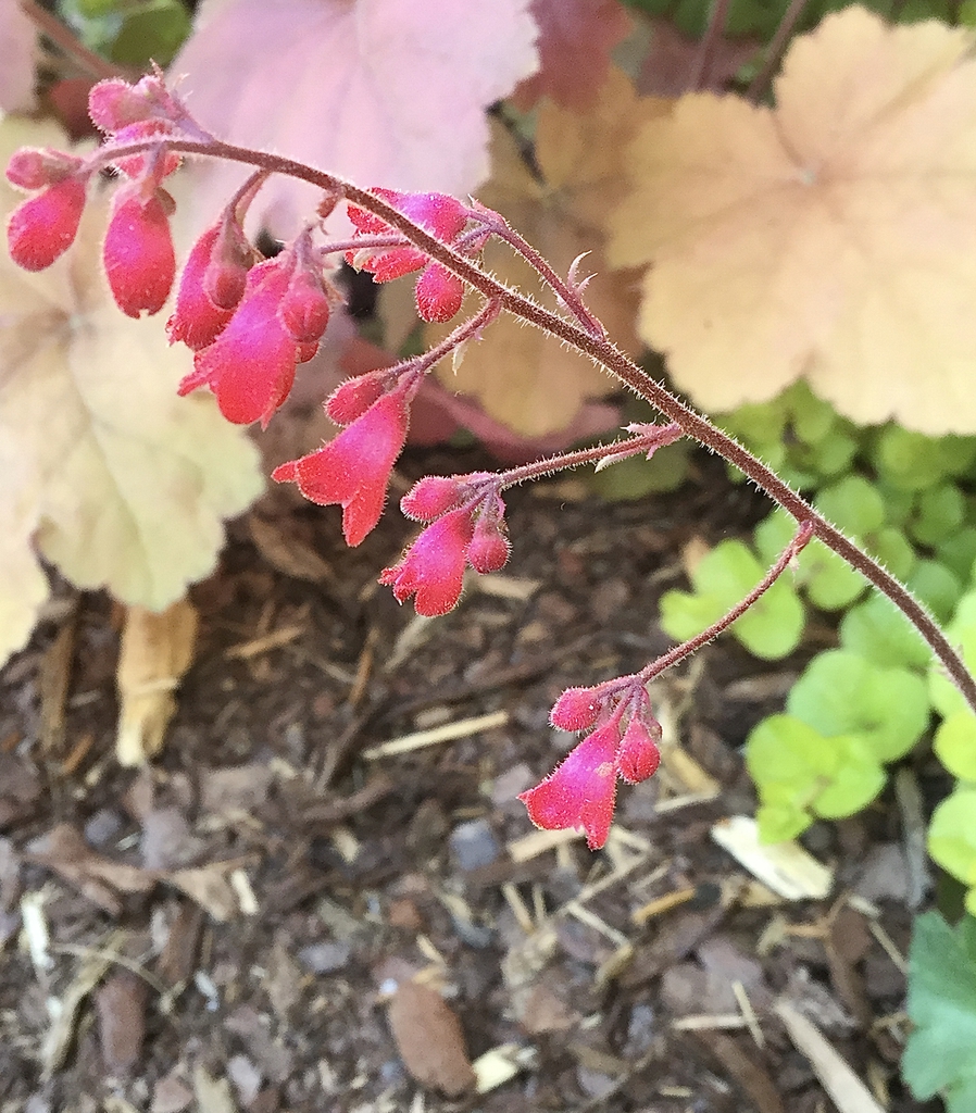 Close-up of pink pendulous, trumpet-shaped flowers.