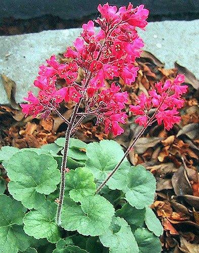 green rosette plant with clusters of small dark pink flowers.