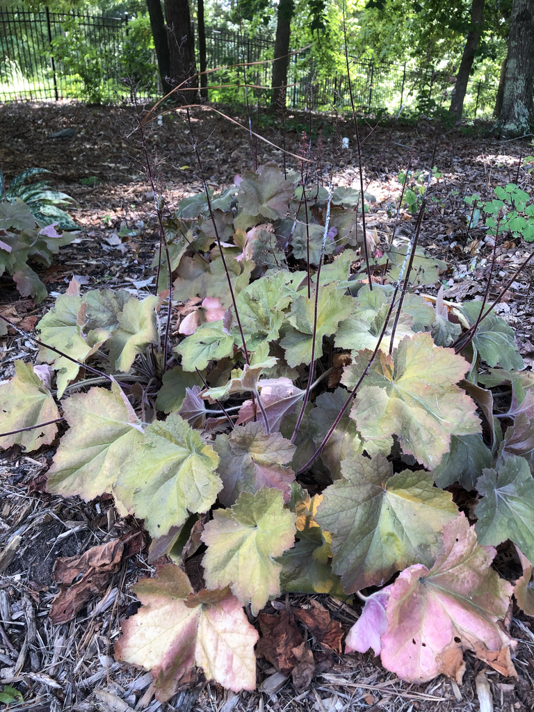 Rosette of bronze-green leaves and old flower stalks.