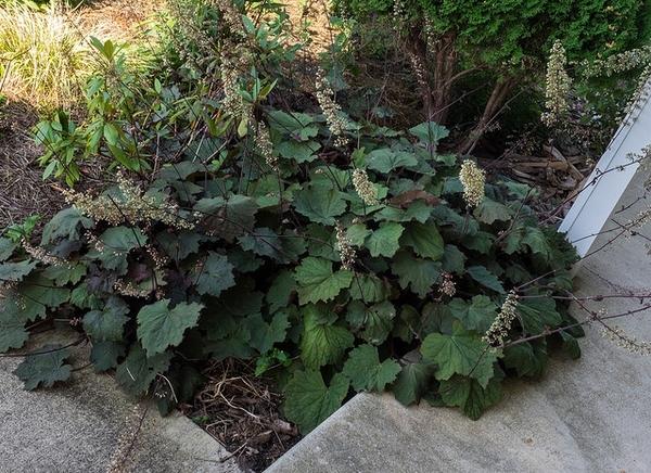 Ground cover of rosettes of dark foliage & erect inflorescences