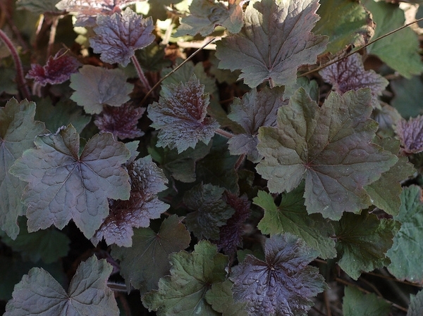 Lobed leaves that are dark purplish green