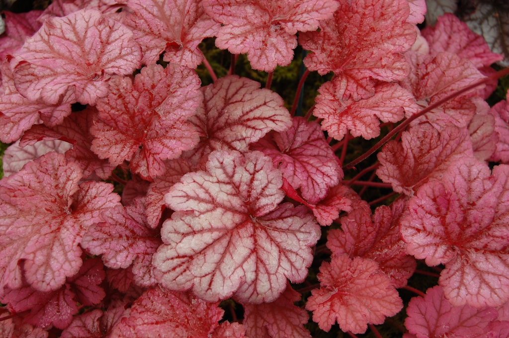 Lobed leaves that are pale pink with red veins.