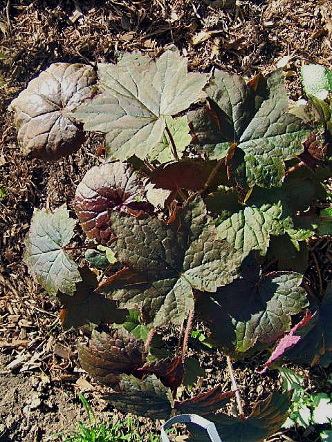 Reddish purple, lobed leaves in a mound.