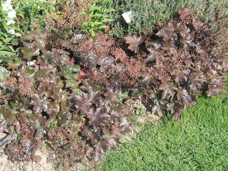 Reddish purple, lobed foliage forming a border around a lawn.
