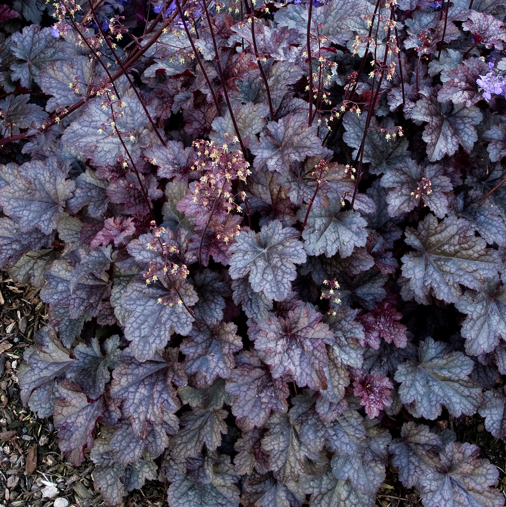 Purple lobed leaves with silvery interveinal variegation