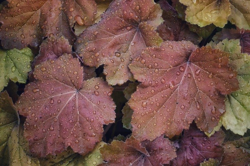 Close-up on orange to bronze foliage.