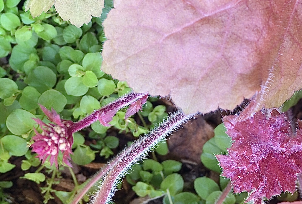 Young inflorescence with white buds & pink, hairy leaves.
