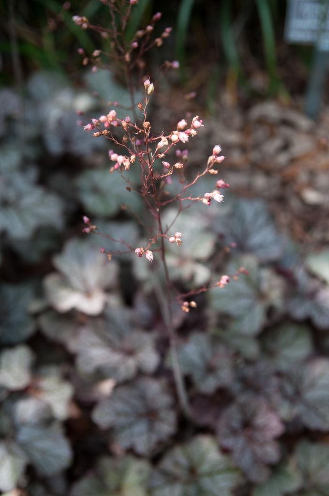 Airy inflorescence with tiny pink flowers. Foliage in background