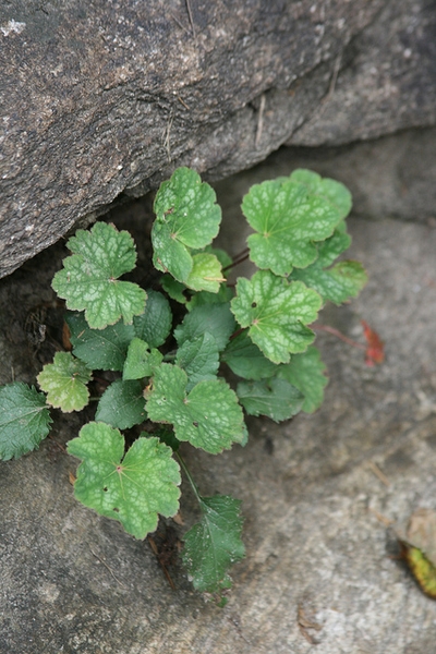 Tuft of scalloped, variegated leaves emerging between rocks.