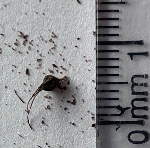 Seed pod & fine seeds. Millimeter scale shows seed < 0.25 mm