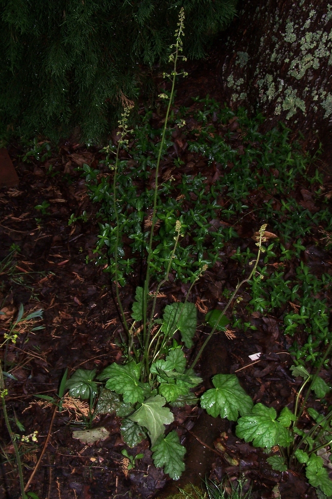 Flower stalk with tiny flowers rising above rosette of leaves.