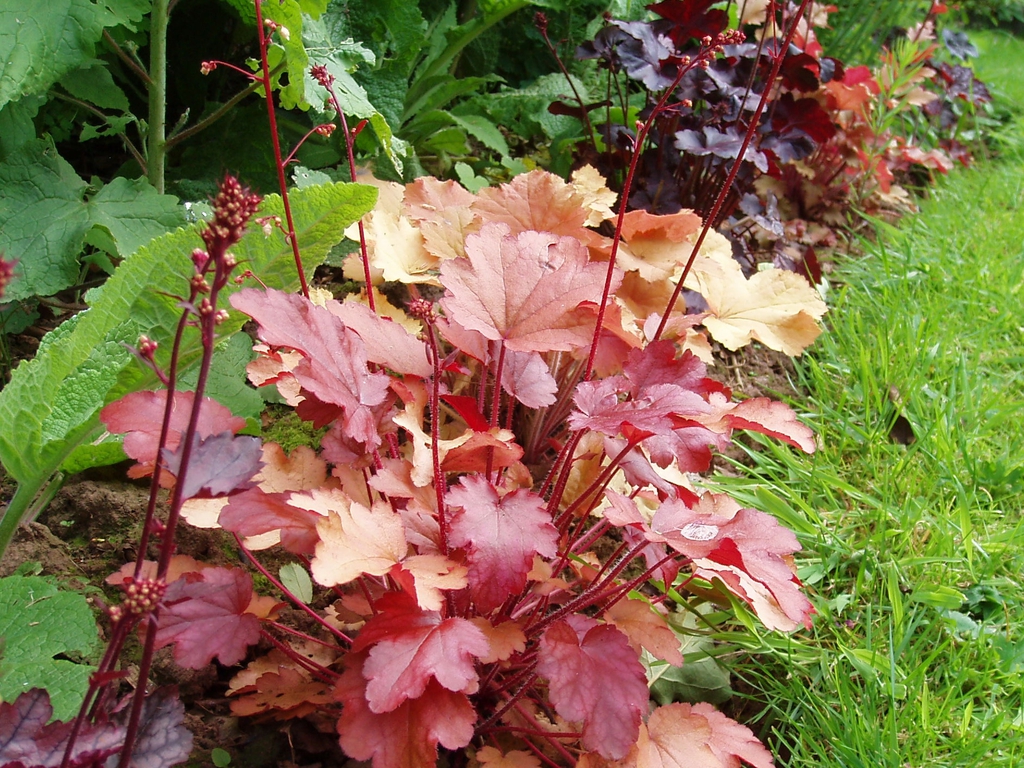 Border of various cultivars with colorful orange leaves