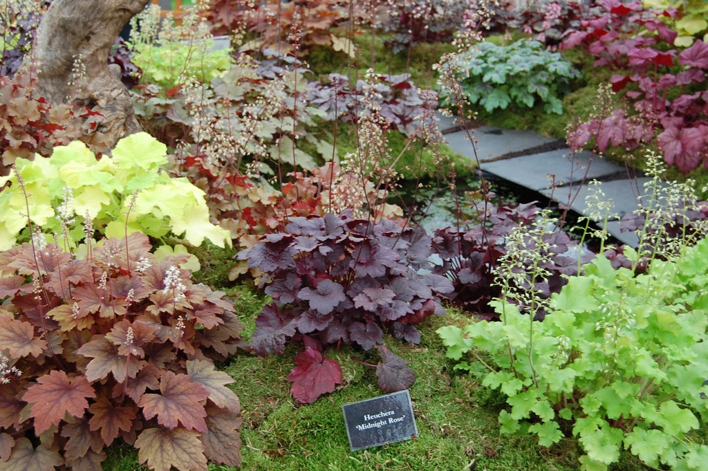 Display of various cultivars with colorful leaves & small flower