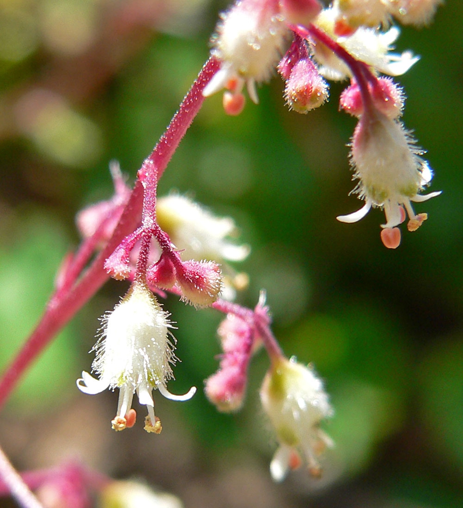White, pubescent, bell-shaped flowers & pink inflor. branches