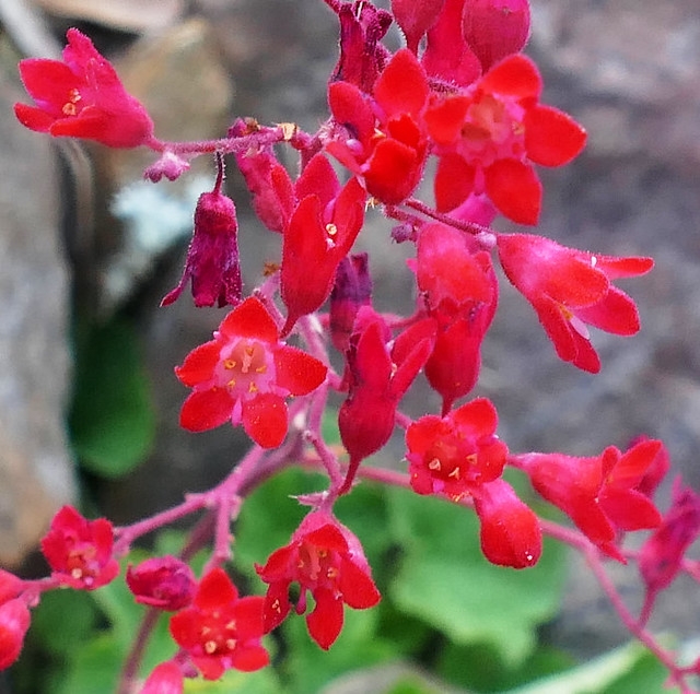 Close-up of a cluster of small, red, bell-shaped flowers.