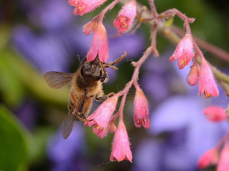 Close-up of a honeybee nectaring on a red flower.