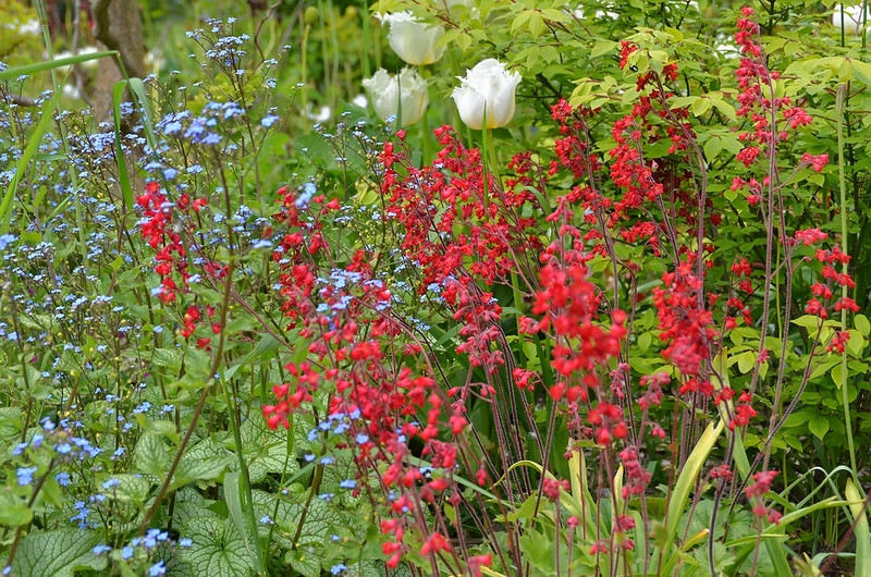 A bed of red coralbells, blue forget-me-nots & white tulips.