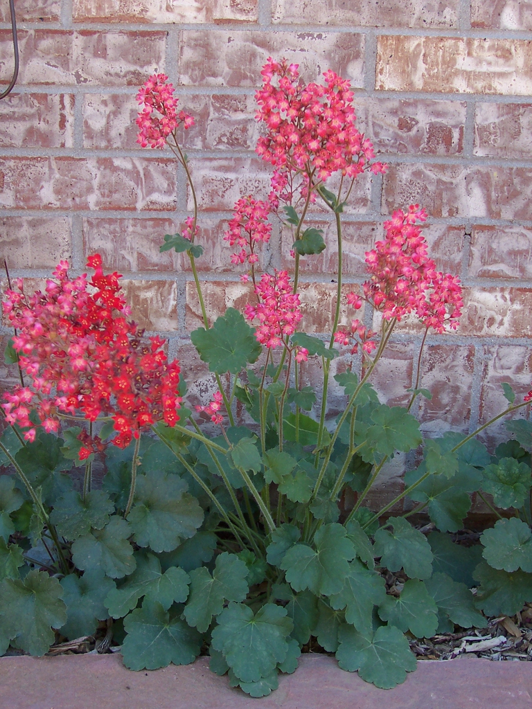 green rosette plants with tall clusters of small dark pink flos.