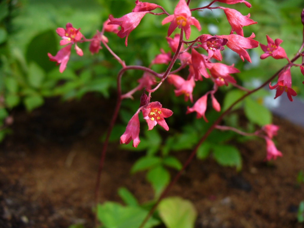 Close-up of small pink, bell-shaped flowers with 5 corolla lobes
