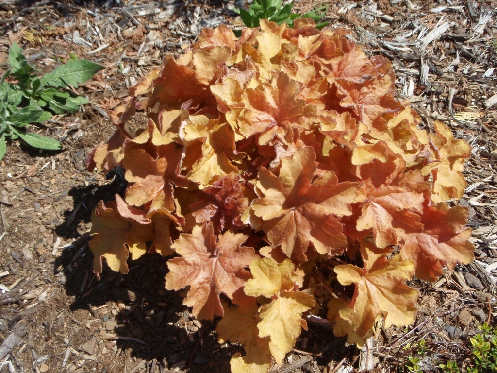 Rosette of lobed, caramel-colored leaves