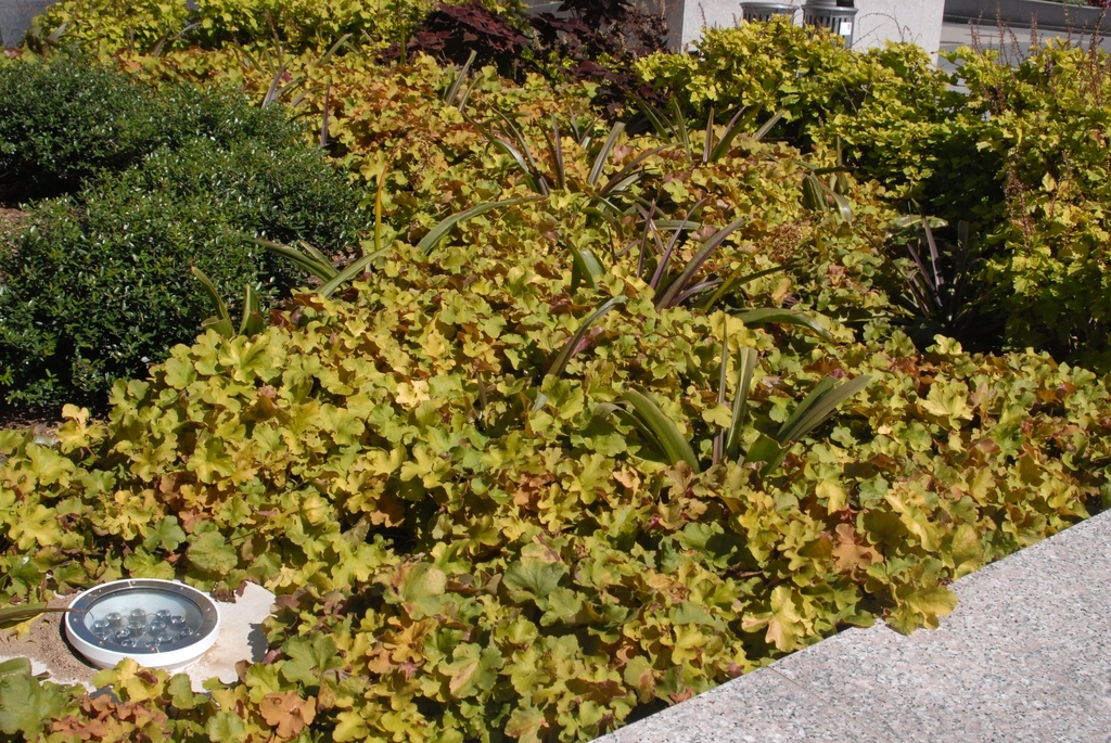 Bed with ground cover of caramel-tinged green foliage.