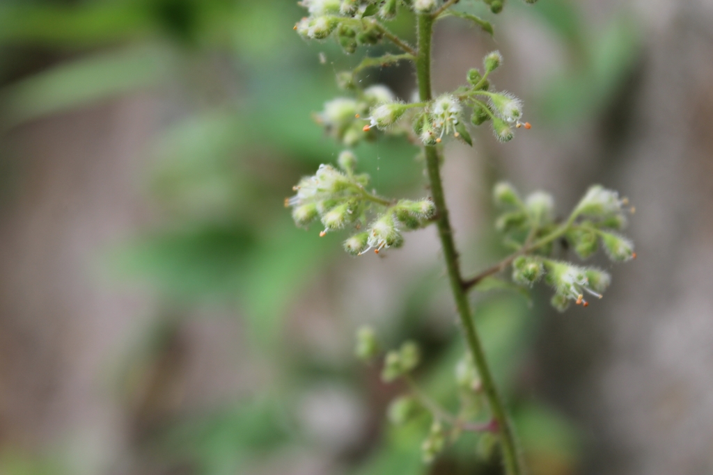 Fuzzy inflorescence and tiny white flowers.