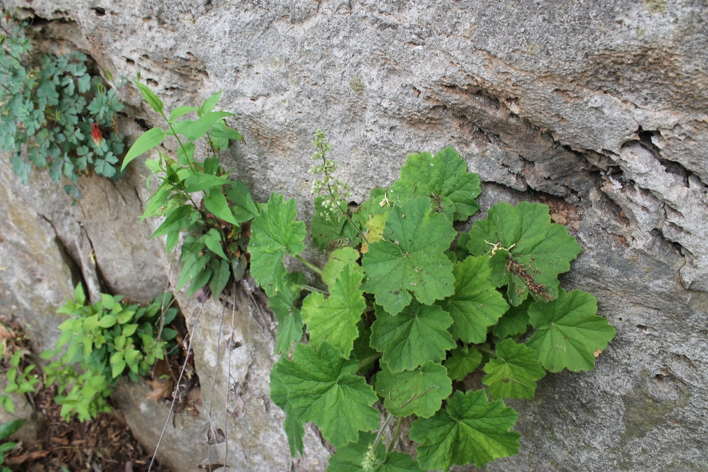 Rosette on a rock face, with an inflorescence of white flowers.