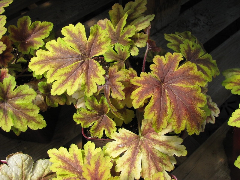 Deeply divided, coppery leaves with chartreuse edging.
