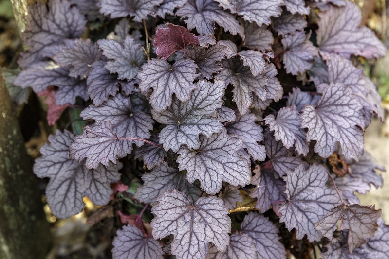 Lobed, purple leaves with silver overlay