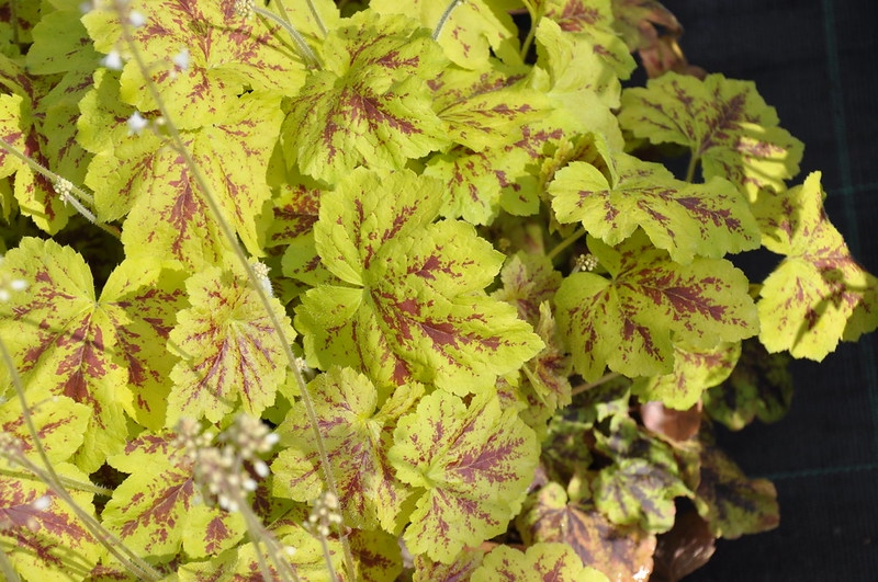 Chartreuse leaves with small red blotches and freckles