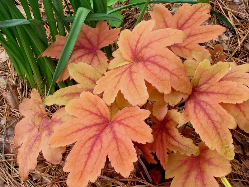 Coppery, butterscotch foliage.