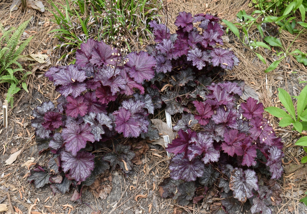 Mounds of purple foliage.