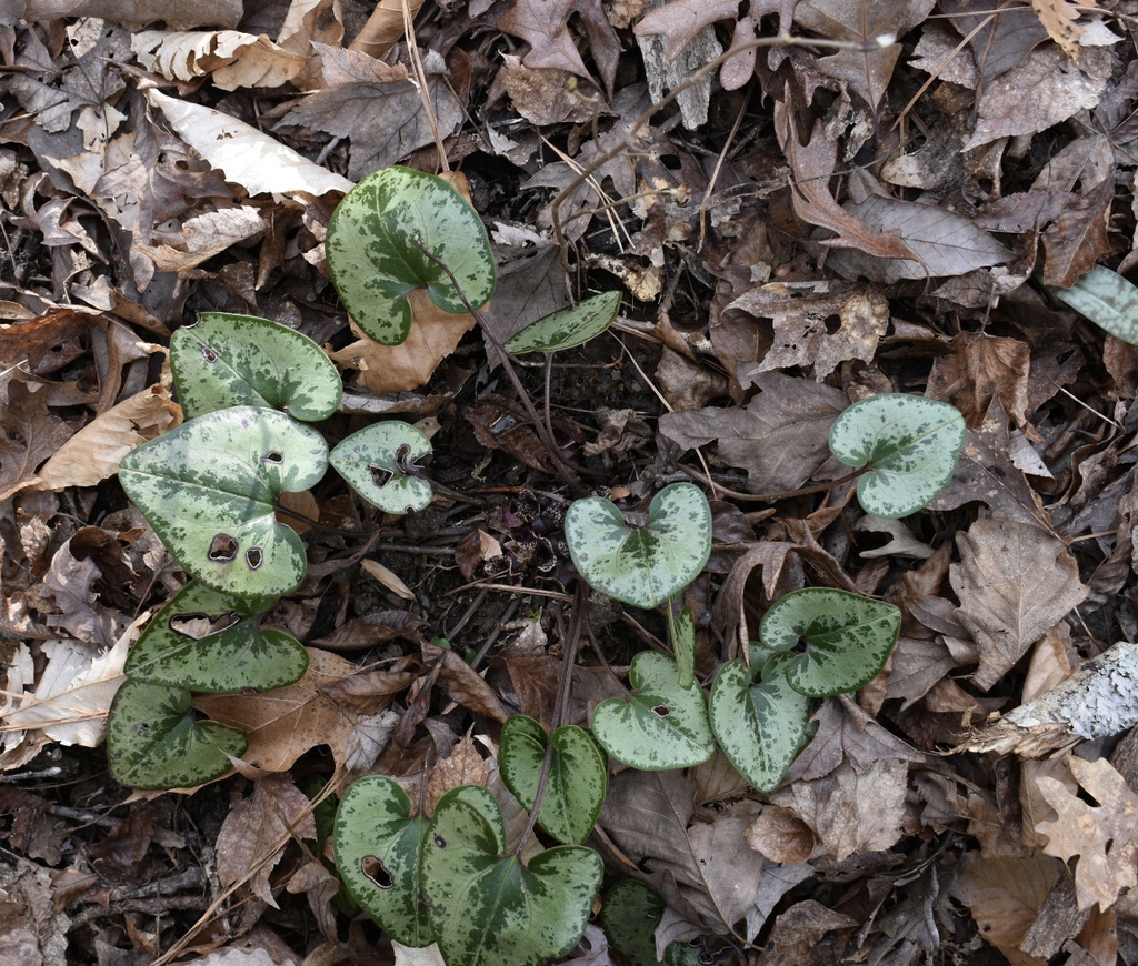 Top view of plant showing several green heart shaped leaves