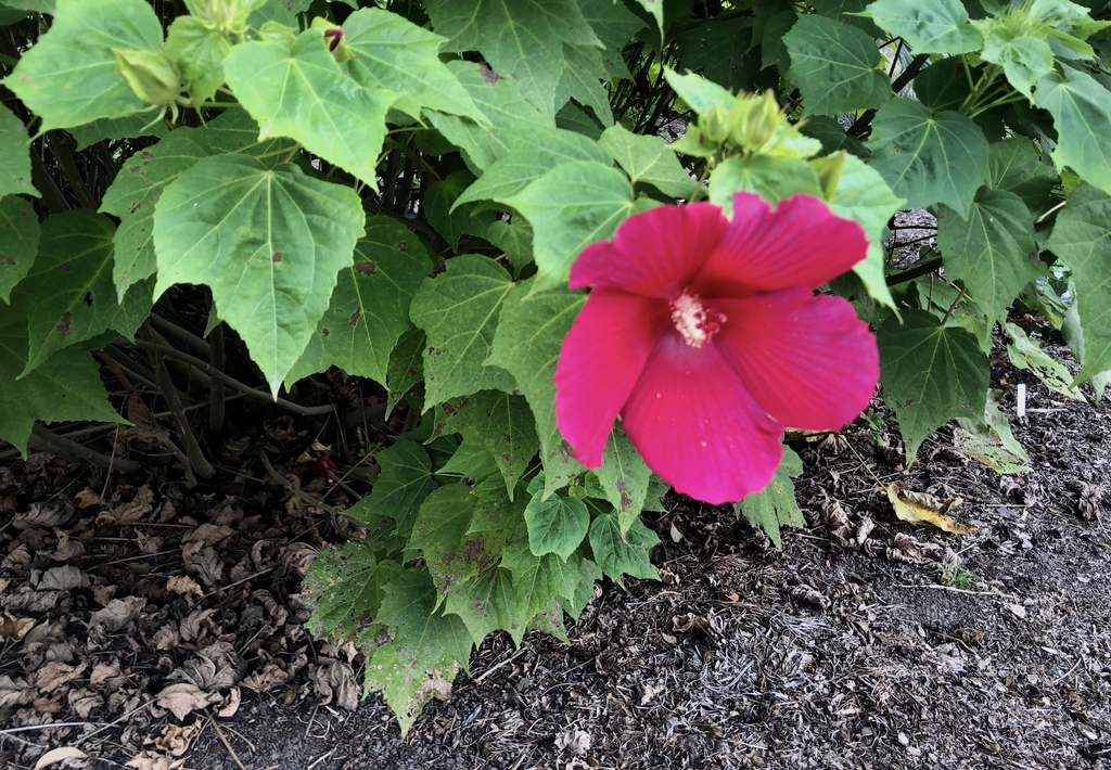 Hapa-Red-Mutabilis-x-moscheutos - Wake Co., NC