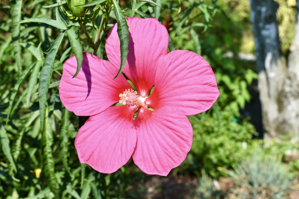 Pink Tea Cups - Flower - Aug. 12, Wake Co., NC