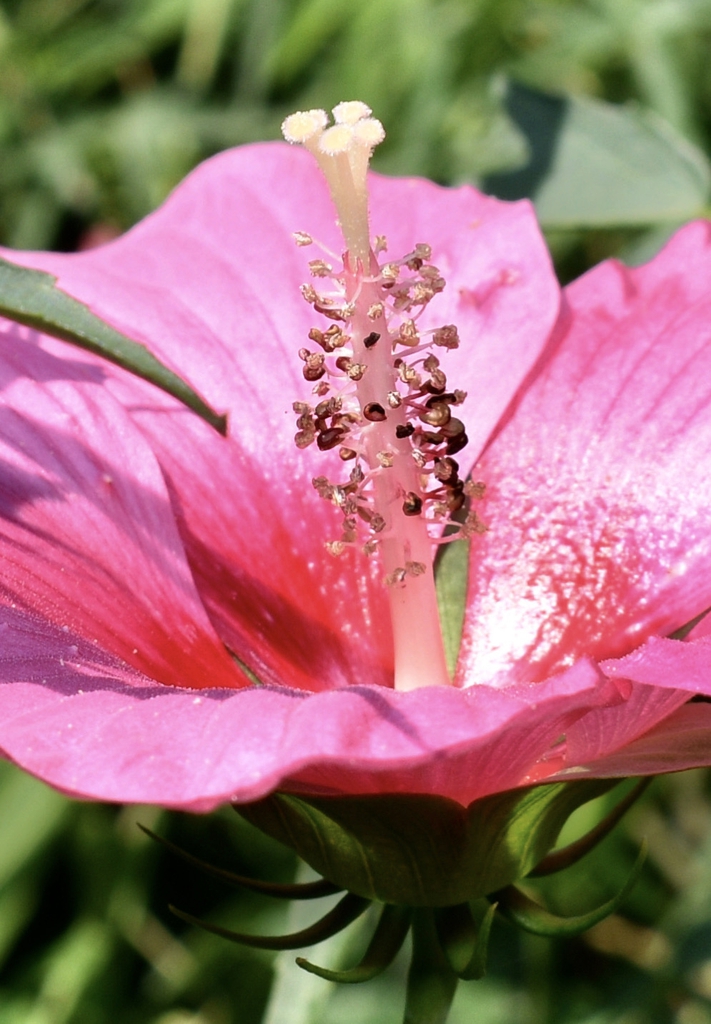 Pink Tea Cups - Pistil  Aug. 12, Wake Co., NC