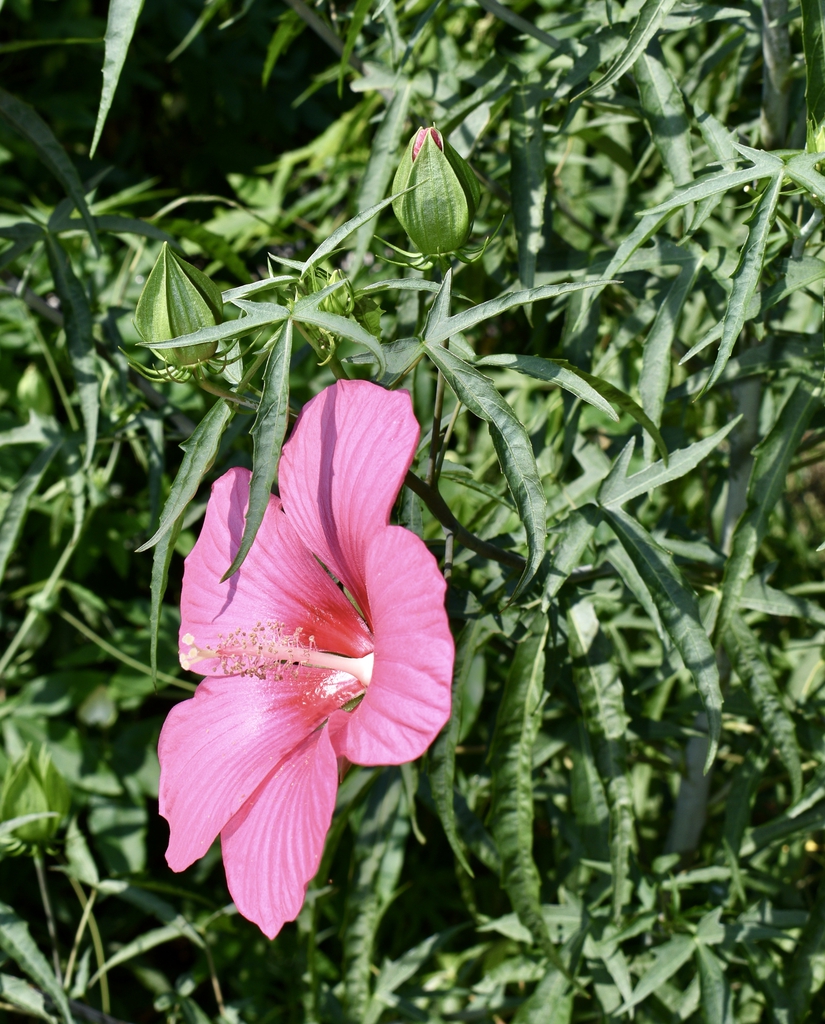 Pink Tea Cups - Flower, leaves & bud - Aug. 12 - Wake Co., NC