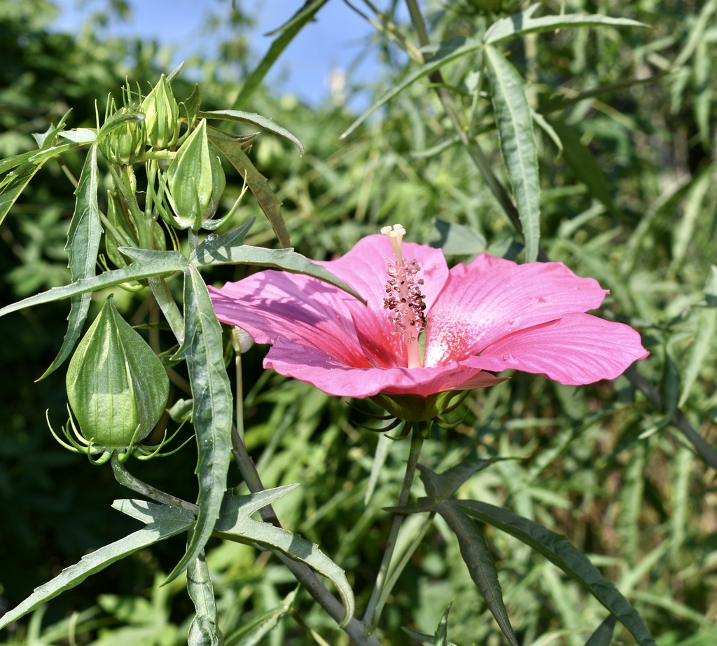 Pink Tea Cups - stigma-anther-filament-leaves-bud-pistil - Wake