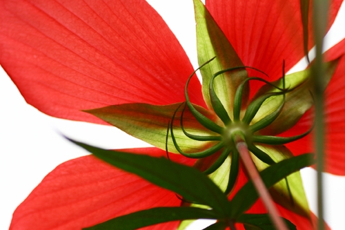 Hibiscus coccineus