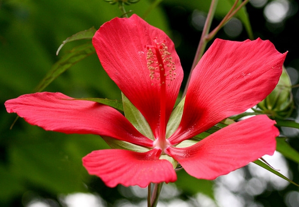 Hibiscus coccineus