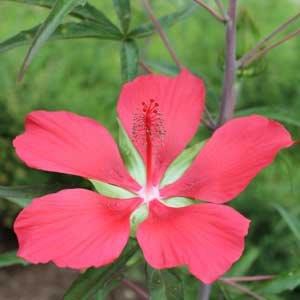 Hibiscus coccineus