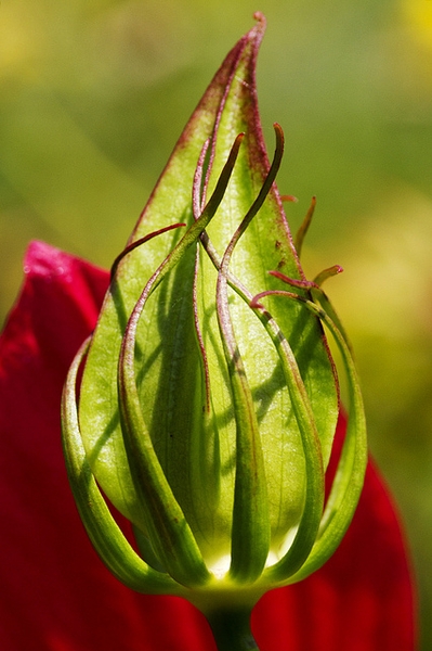 Hibiscus coccineus