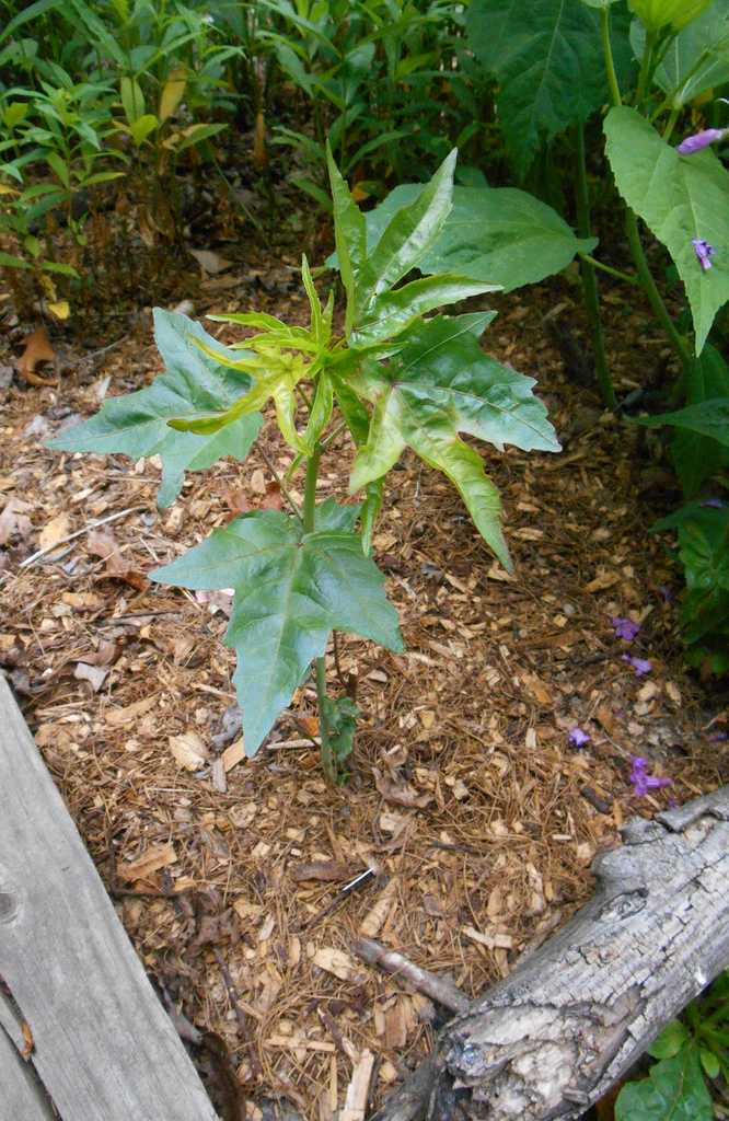 Hibiscus coccineus