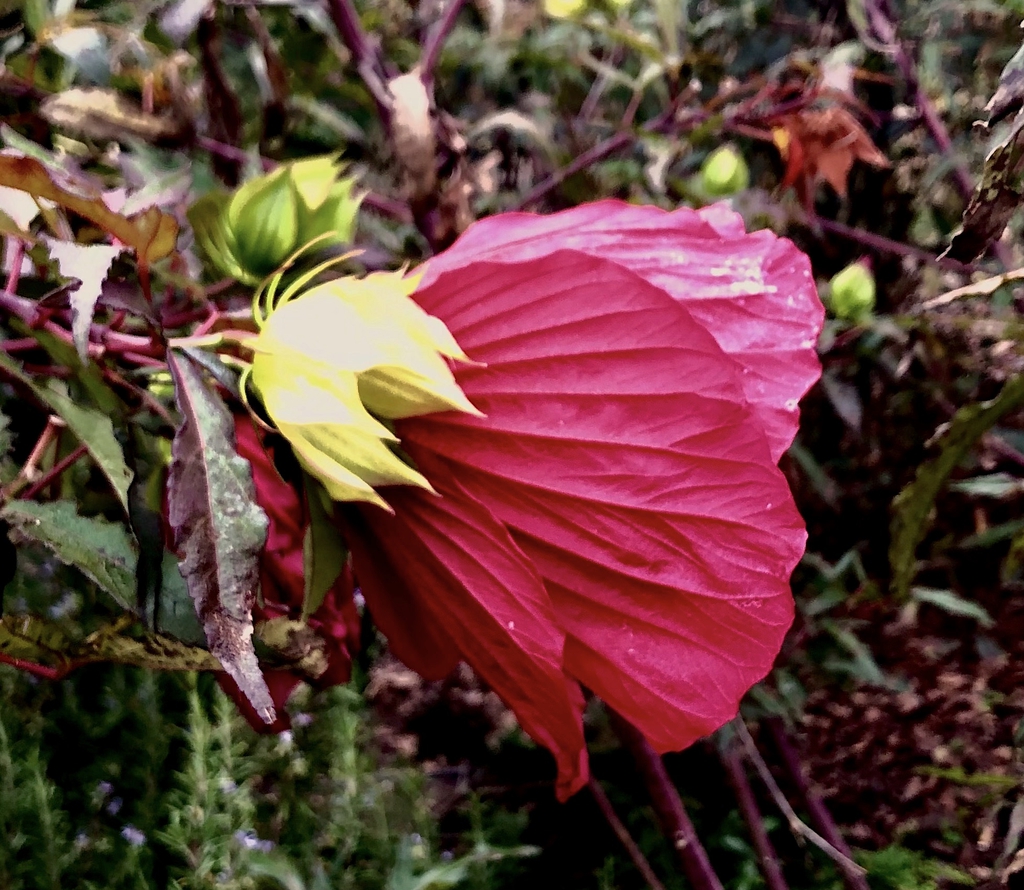 Flower Sideview - October - Wake Co., NC