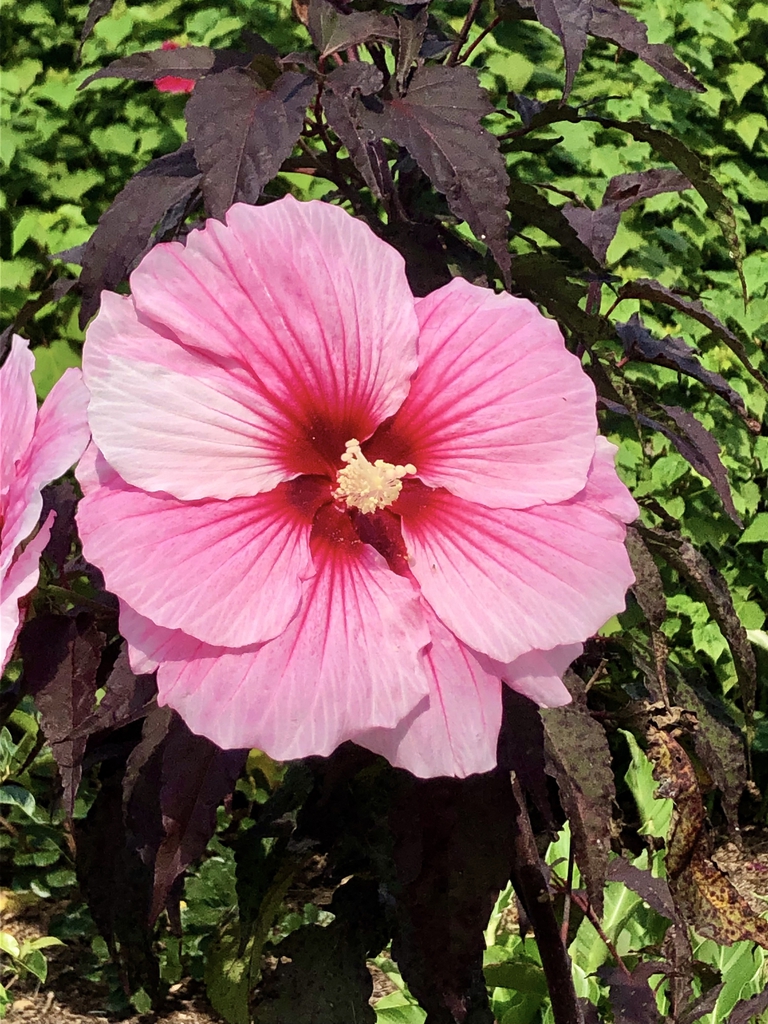 Flowers - 'Summer Storm' - Sept. - Wake Co., NC