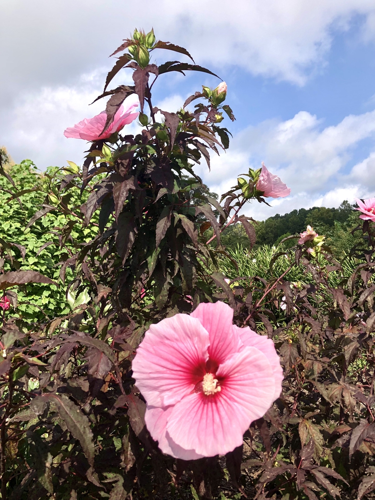 Leaves/Flowers - 'Summer Storm' - Sept. - Wake Co., NC